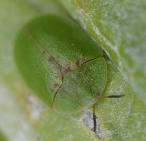 Réf. 199 254 : Cassida rubiginosa